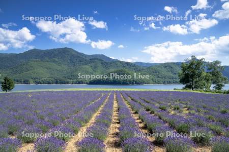 かなやま湖とラベンダー