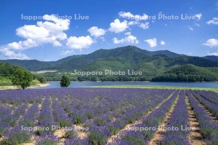 かなやま湖とラベンダー