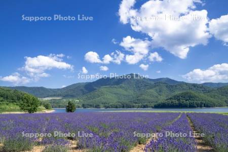 かなやま湖とラベンダー