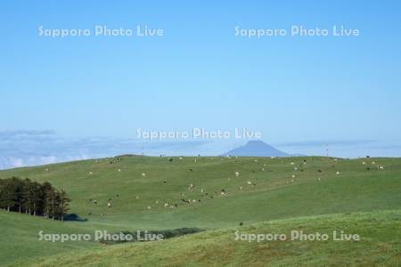 牛の放牧と利尻山