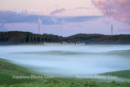 朝霧の牧場