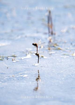 サンゴ草と、トンボ（ナツアカネ）