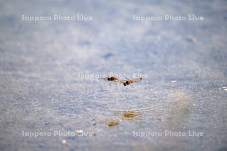 サンゴ草と、トンボ（ナツアカネ）