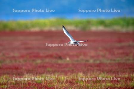 ゆりかもめとサンゴ草