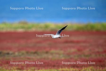 ゆりかもめとサンゴ草