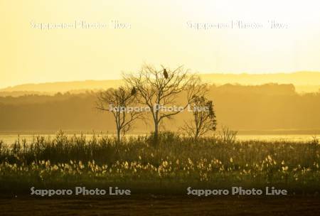 オジロワシと朝