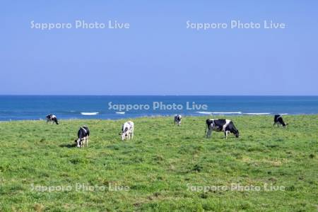 牛の放牧とオホーツク海