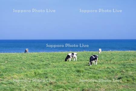 牛の放牧とオホーツク海