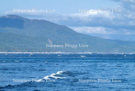 漁船　真昆布養殖