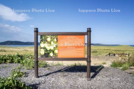 レブンアツモリソウ看板