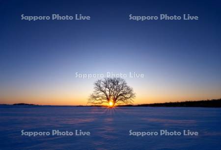 日の出とハルニレの木