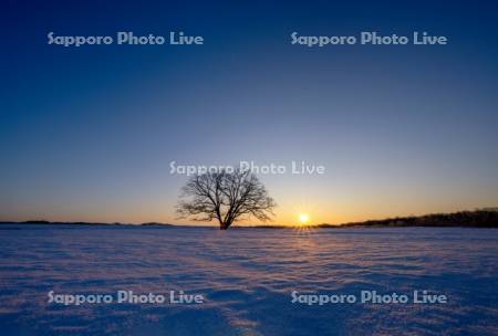 日の出とハルニレの木