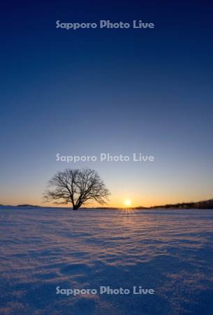 日の出とハルニレの木