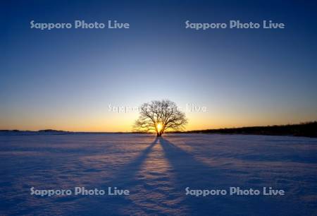 日の出とハルニレの木