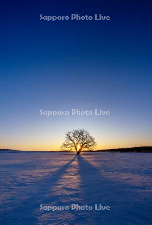 日の出とハルニレの木
