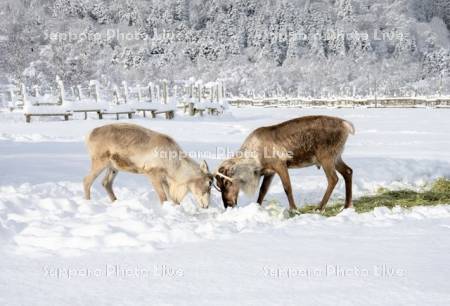 トナカイ観光牧場