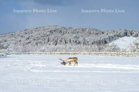 トナカイ観光牧場