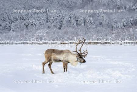 トナカイ観光牧場