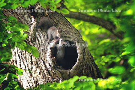 エゾリス　子リス