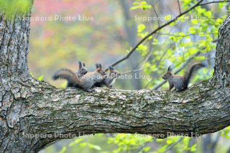 エゾリス　子リス