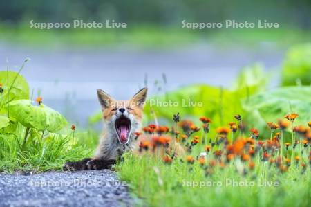 キタキツネの欠伸