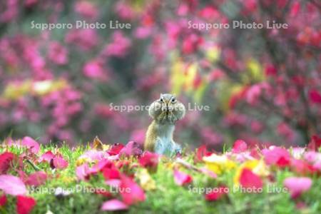 紅葉とシマリス