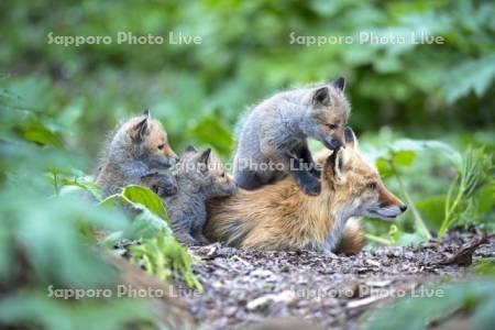 キタキツネの親子