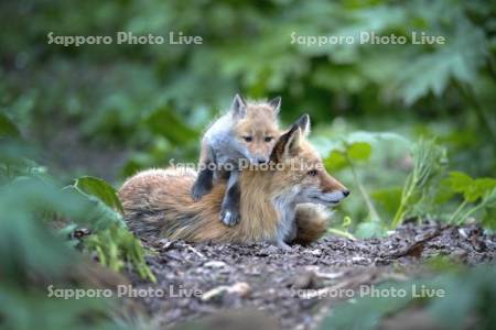 キタキツネの親子