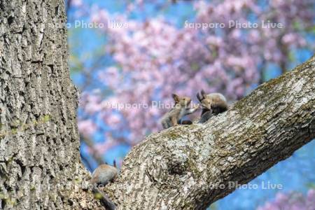 桜とエゾリス