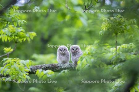 エゾフクロウ幼鳥