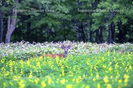 センダイハギとエゾシカ