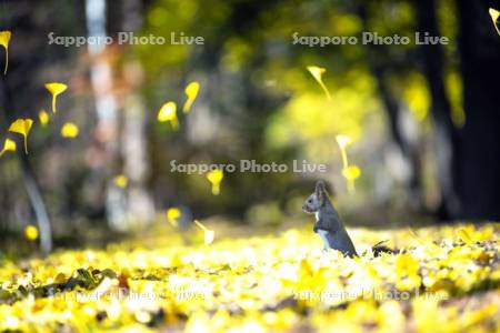 落葉とエゾリス