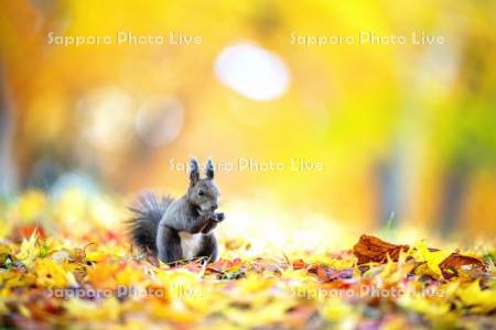 紅葉とエゾリス