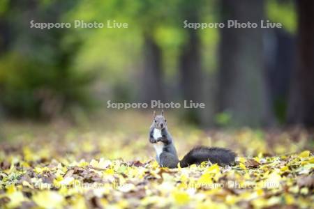 落葉とエゾリス
