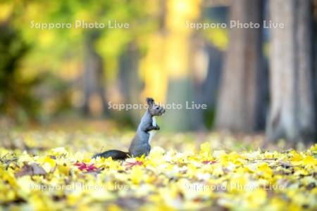 落葉とエゾリス