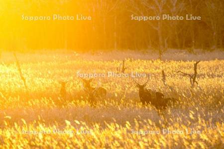 エゾシカと夕景