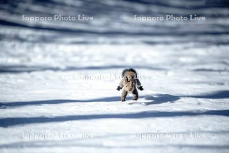 駆けるエゾリス