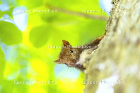 エゾリス　子リス