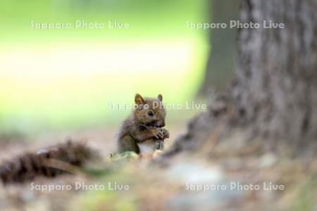 エゾリス　子リス