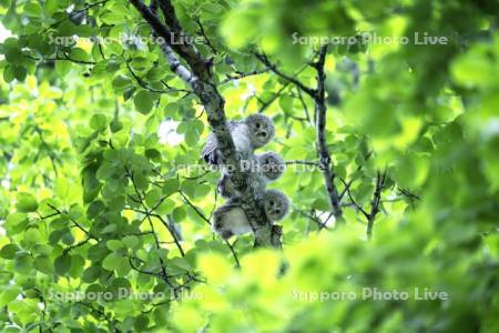 エゾフクロウの幼鳥