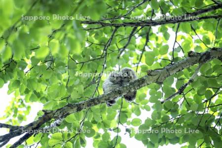エゾフクロウの親子