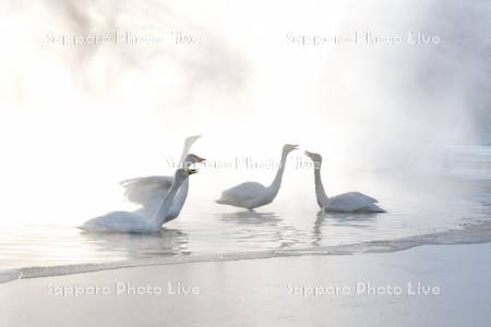 屈斜路湖のハクチョウ