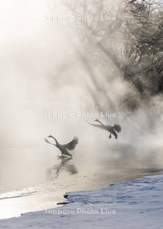 屈斜路湖のハクチョウ