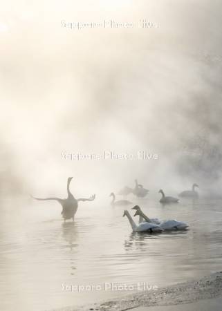 屈斜路湖のハクチョウ
