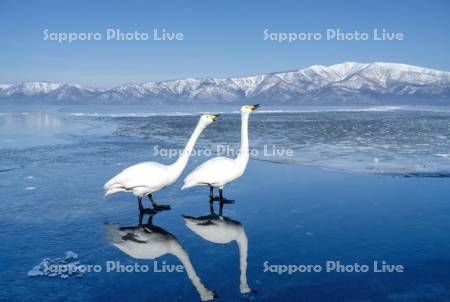 ハクチョウと屈斜路湖
