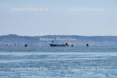 アサリ漁　厚岸湖