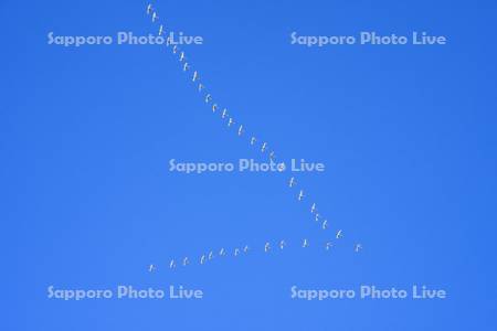 ハクチョウ飛翔