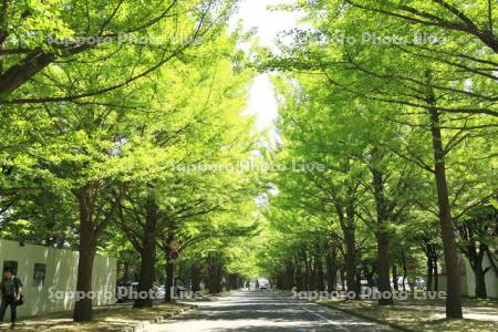 北大イチョウ並木