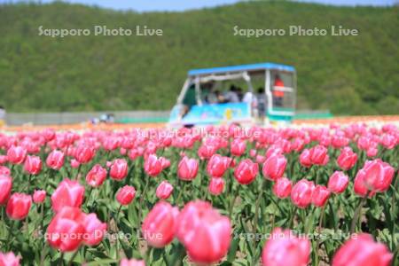 チューリップ公園
