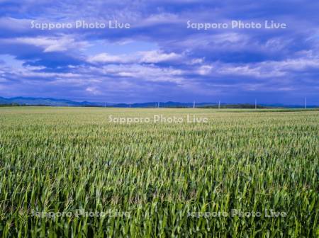 とうもろこし畑